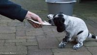 Pups maken kennis met fazant- eend- en gansvleugel en kauw en kraai1-02