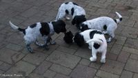 Pups maken kennis met fazant- eend- en gansvleugel en kauw en kraai1-11