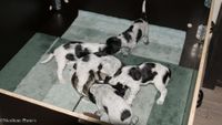 Pups tot 5 weken oud-02